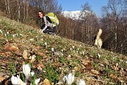 22 Crocus vernus